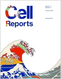 Dr Ayhan Atmanli, MD, PhD